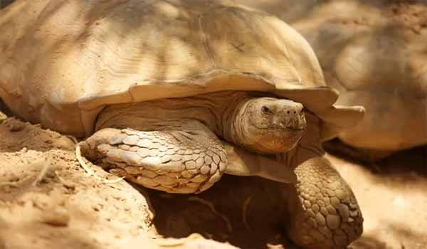 World Turtle Day celebrated on 23rd May Each year
